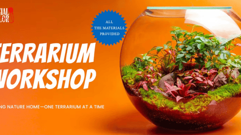 Terrarium Workshop Date