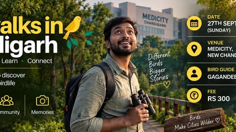Bird Walks in Chandigarh